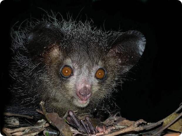 Ай-ай или мадагаскарская руконожка (лат. Daubentonia madagascariensis)