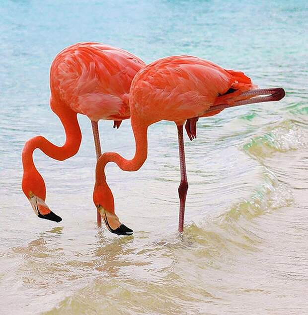 AnimalTwins18