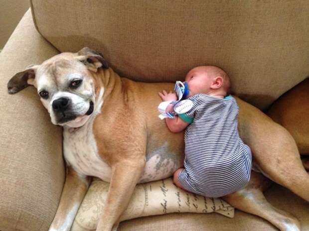 small-babies-children-big-dogs-69__880