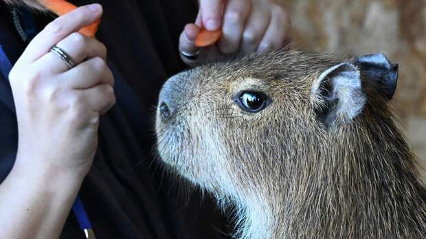 Депутат Бурматов призвал не заводить капибар «под влиянием трендов»