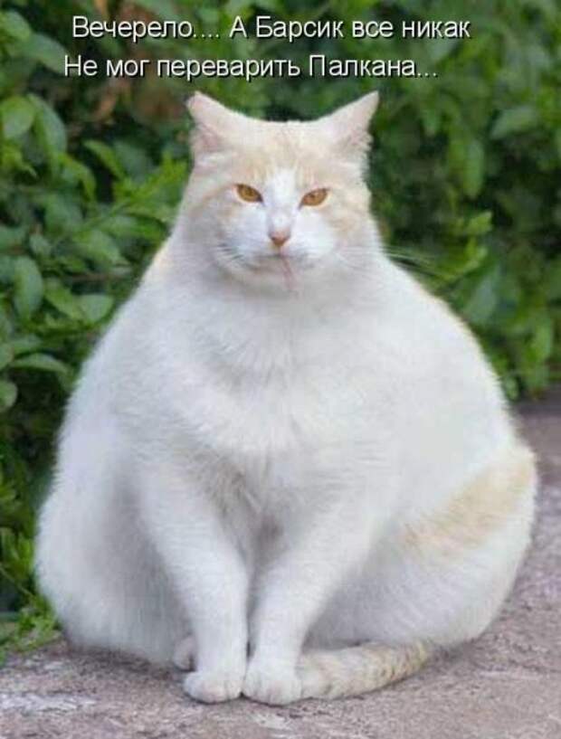 Кото матрица 7
