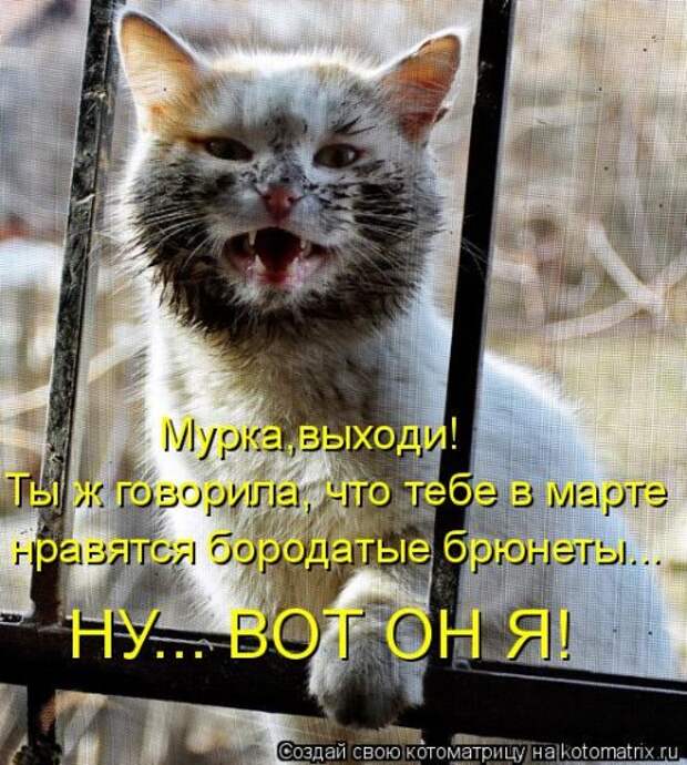 Котоматрица на Бугаге (30 фото)