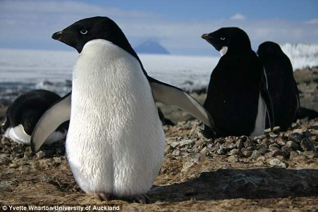 How penguins survive the world's coldest temperatures: Genetic study shows how the birds evolved to have more feathers, thick skin - and why their wings are so stubby