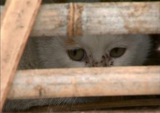 Активисты спасли тысячи котов, которые должны быть стать обедом в ресторанах коты, свобода