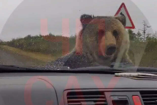 На Сахалине медведь вышел на дорогу и отгрыз дворник на машине