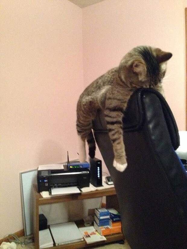 Коты и кошки, которые могут заснуть где угодно