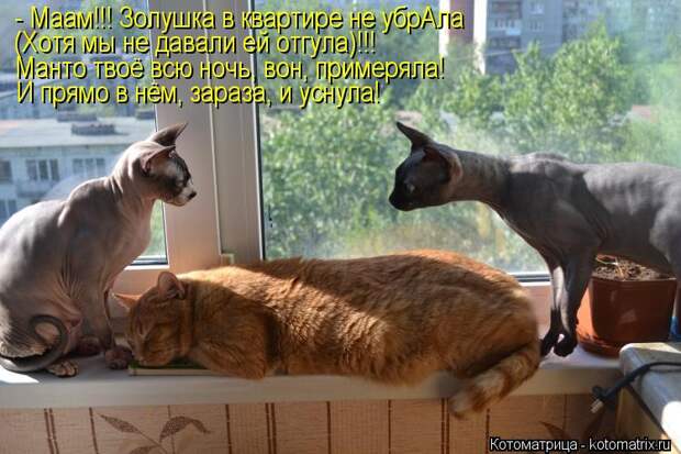 Котоматрица: - Маам!!! Золушка в квартире не убрАла (Хотя мы не давали ей отгула)!!! Манто твоё всю ночь, вон, примеряла! И прямо в нём, зараза, и уснула!