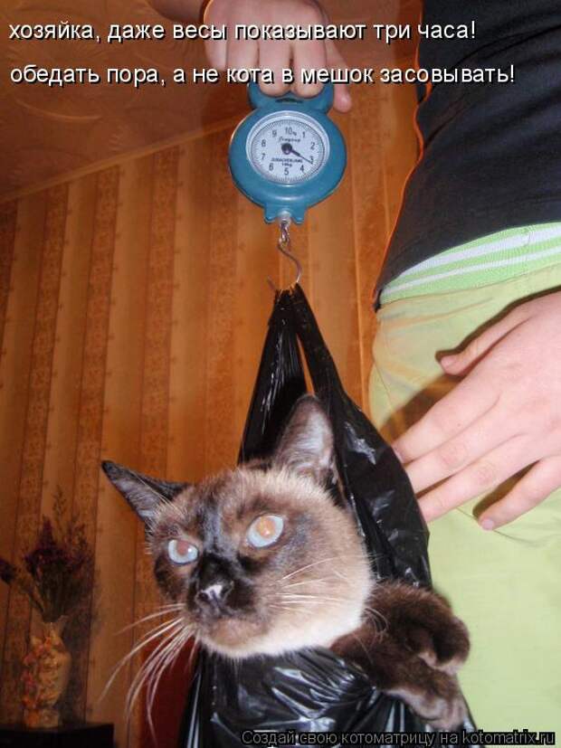 Котоматрица: обедать пора, а не кота в мешок засовывать! хозяйка, даже весы показывают три часа!