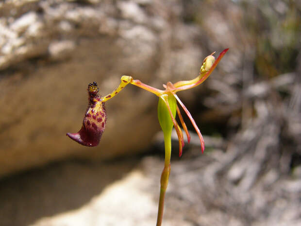 Сексуальная орхидея
