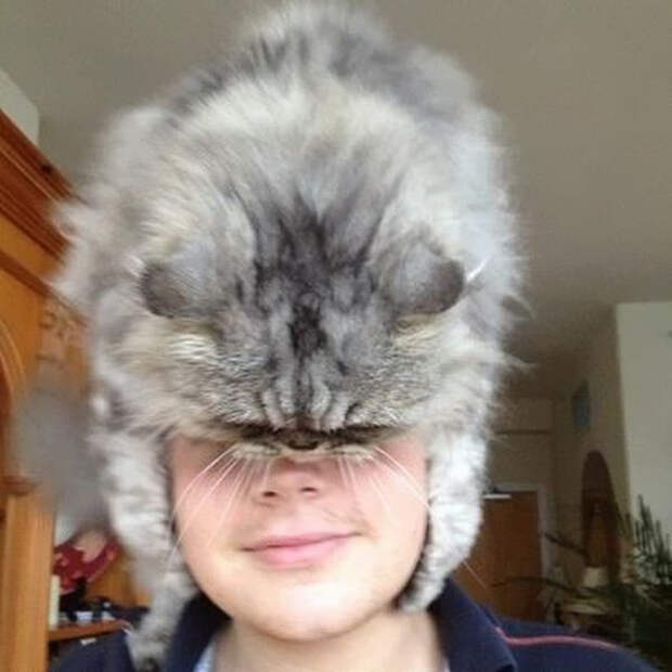 кошка вместо шапки 