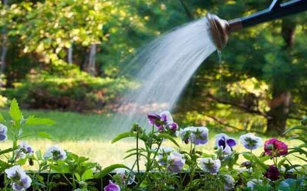 plants-may14-22.jpg