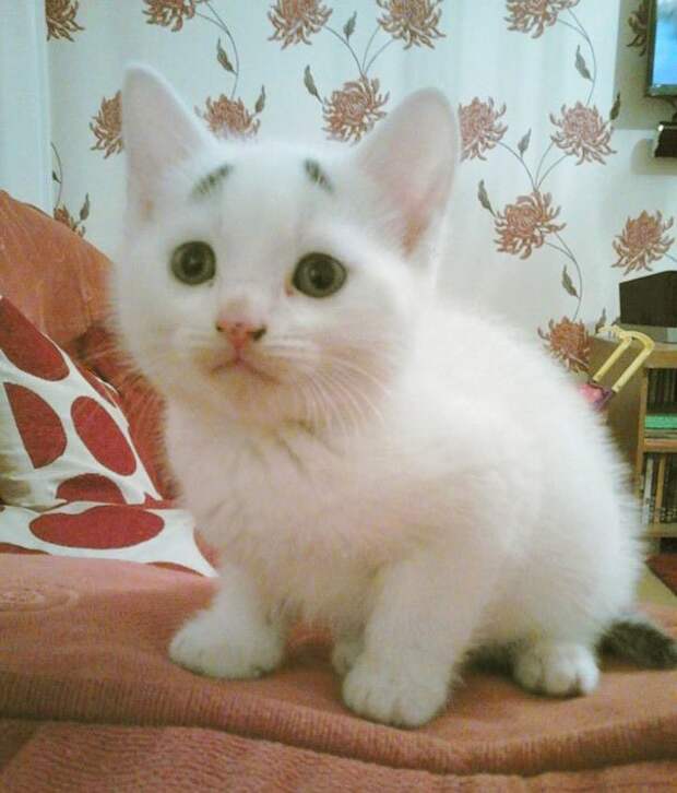 котенок с удивленными бровями