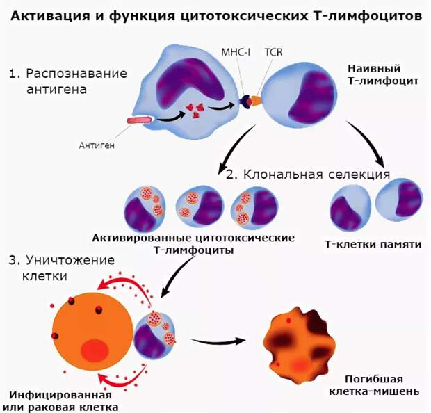 Как разогнать лимфу? Действенные приемы и способы!