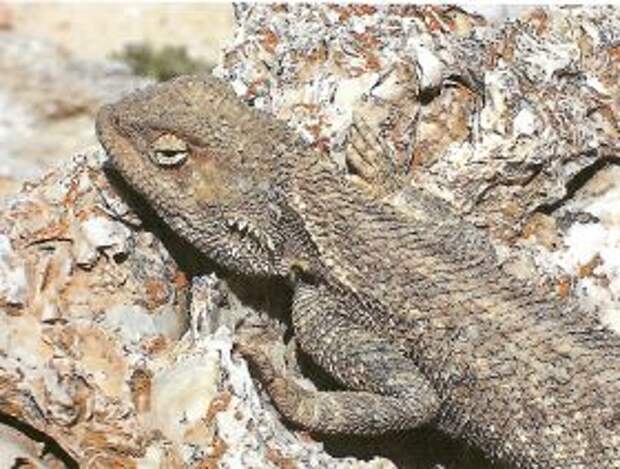 Древний житель впадины Карагие