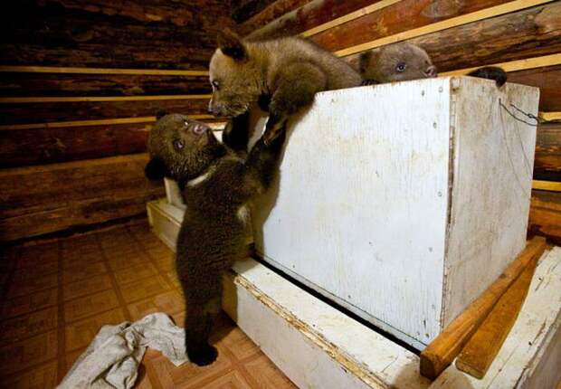 Раньше убивал медведей, теперь спасает (16 фото)