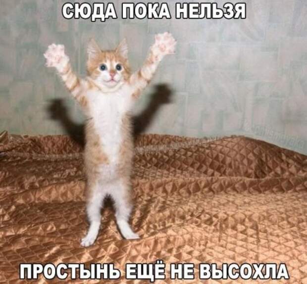 Прикольные картинки в ассортименте (38 шт)