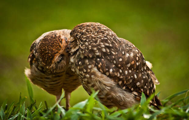 cute-animals-kissing-valentines-day-581__880