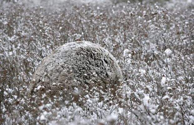 camouflaged_animals_3