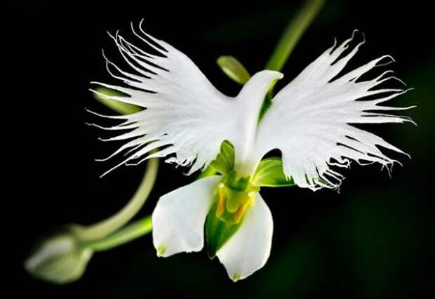 Орхидея «Большая белая цапля» — Habenaria Radiata интересное, цветы в мире, юмор