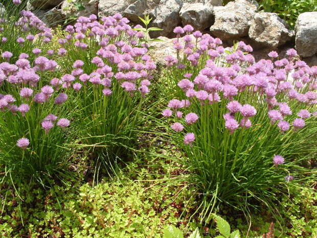 Шнитт-лук расставляет акценты в цветниках в начале лета