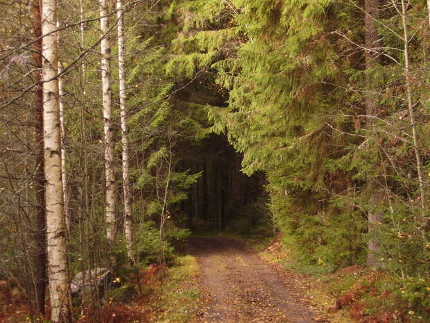 It's increasingly rare to find a forest that hasn't been shaped by human use.