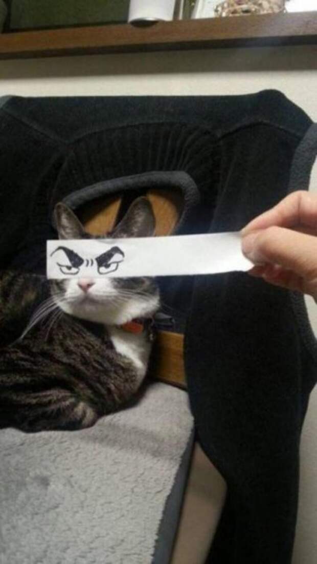 Котоприколы с позитивным зарядом. Про животных