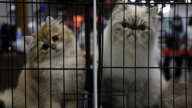 BFM TV: французские депутаты не поддержали идею признать кошек вредителями