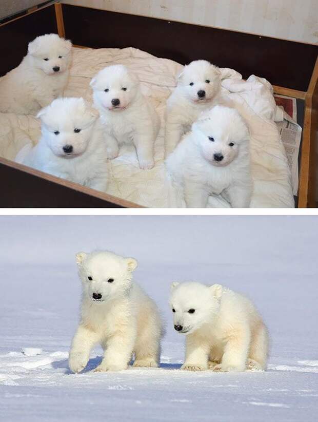 забавная схожесть 