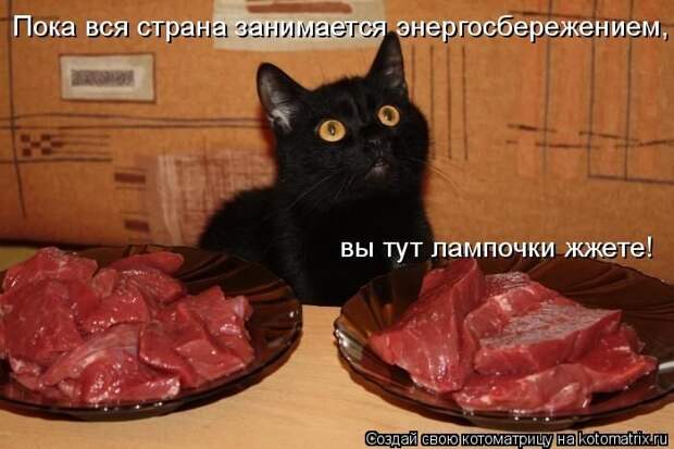 Лучшие котоматрицы недели