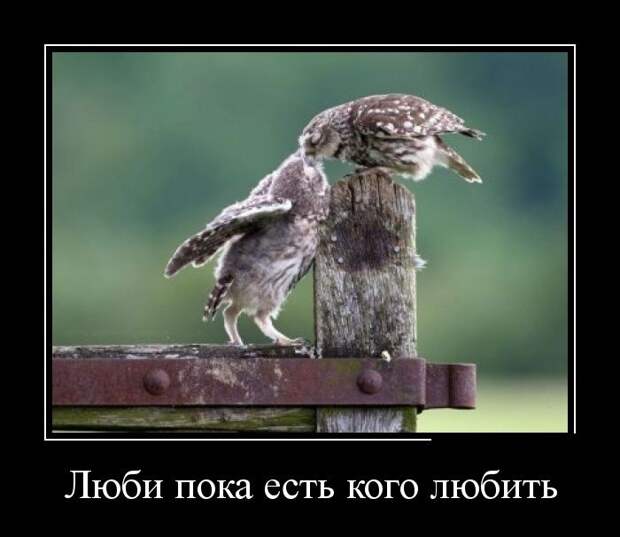 Демотиваторы  демотиваторы, прикол, смех, юмор