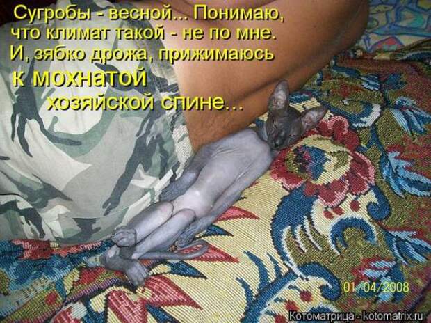 Котоматрицы(картинки с надписями)