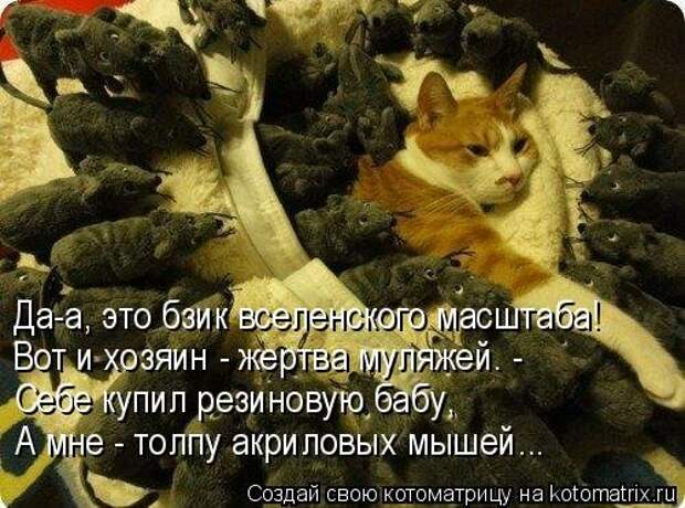 Новая котоматрица на Бугаге (33 фото)