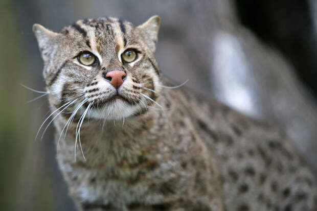 unusual-wild-cats-4__880