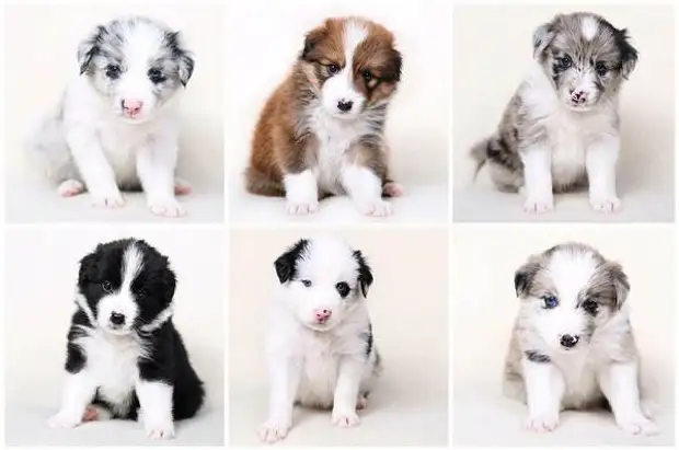 Бордер колли собака. Описание, особенности, уход и цена бордер колли