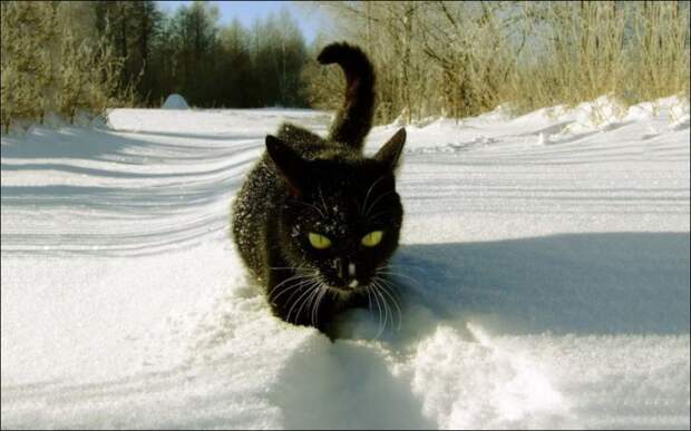 Снежные коты