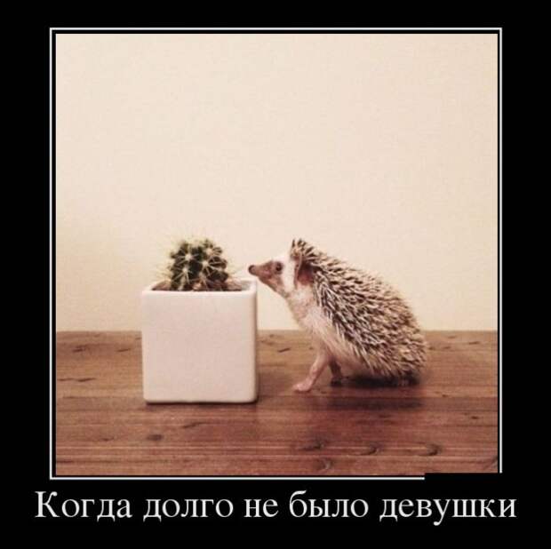 Демотиваторы №1069 (30 фото)