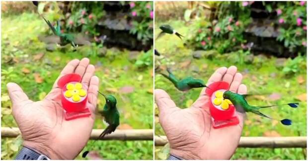 Редкий вид колибри из Перу