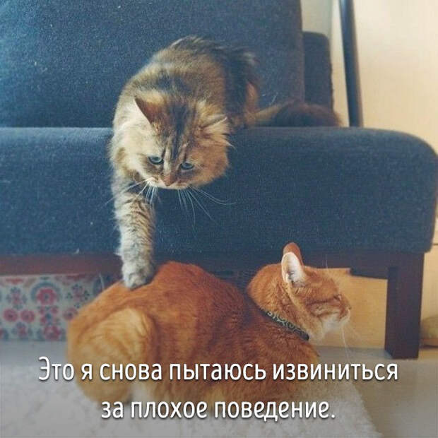 животные ведут себя как люди 