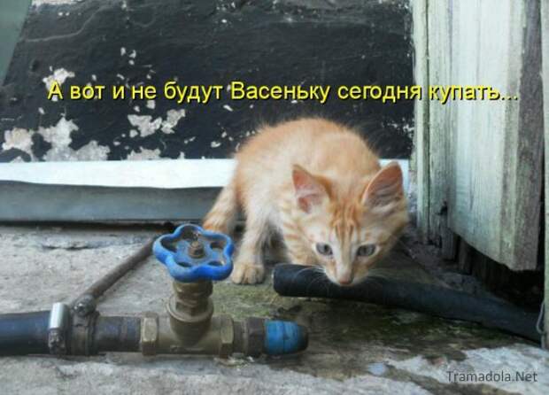Летняя подборка Котоматриц 2010 - Выпуск 18