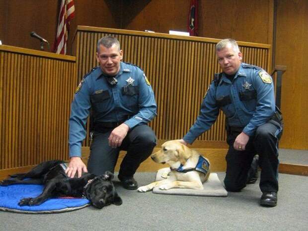 Как вы думаете, что эти собачки делают в помещении суда? животные, история, показания, собаки, стресс, суд