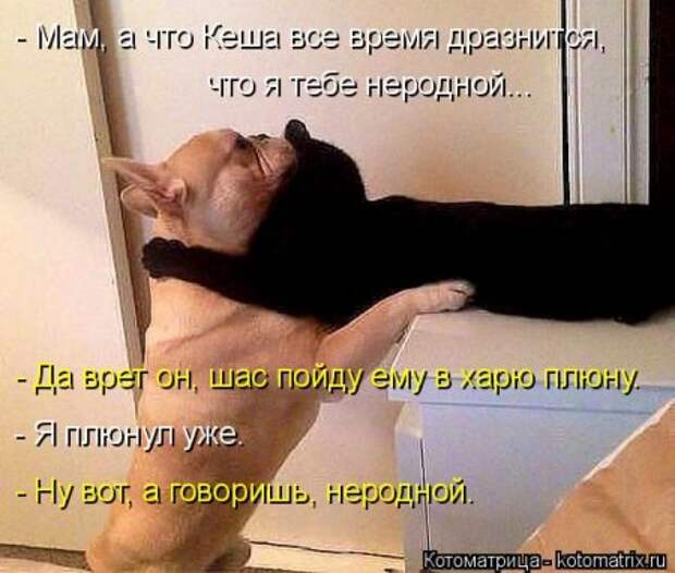 Забавные котоматрицы