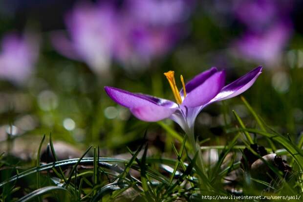 003 (700x467, 172Kb)