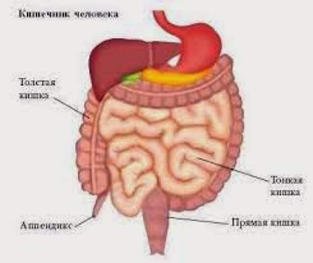 Толстый и тонкий кишечник. Толстый и тонкий кишечник анатомия человека. Тонкая и толстая кишка человека. Тонкий и толстый кишечник.