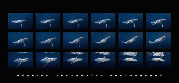 Удивительная фотоистория съёмки китов от подводного фотографа Габи Баратью