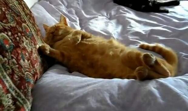 Замуж за кота замуж, кот, маразм