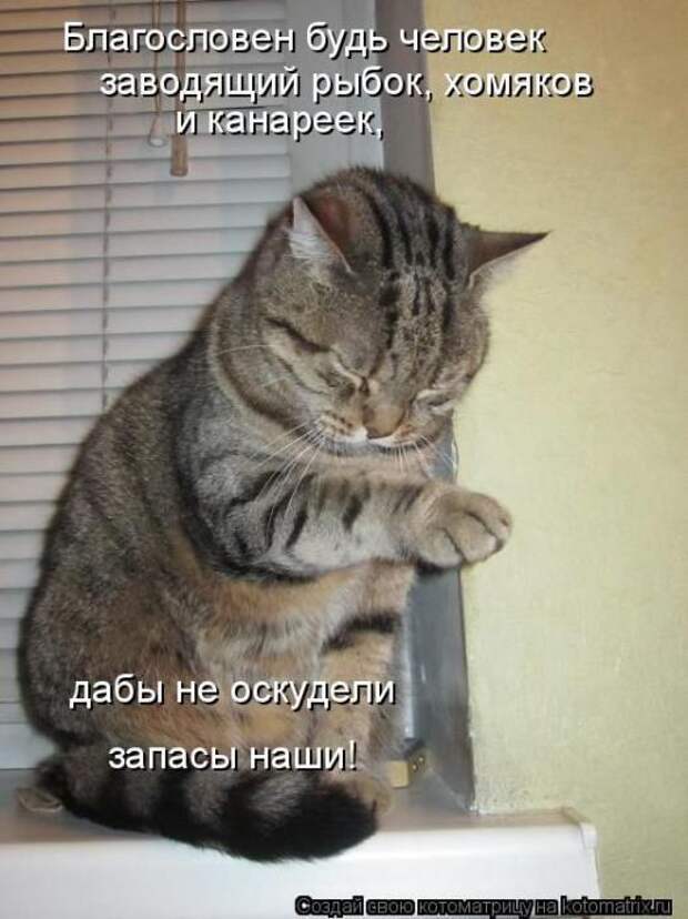 Котоматрицы (картинки с надписями)