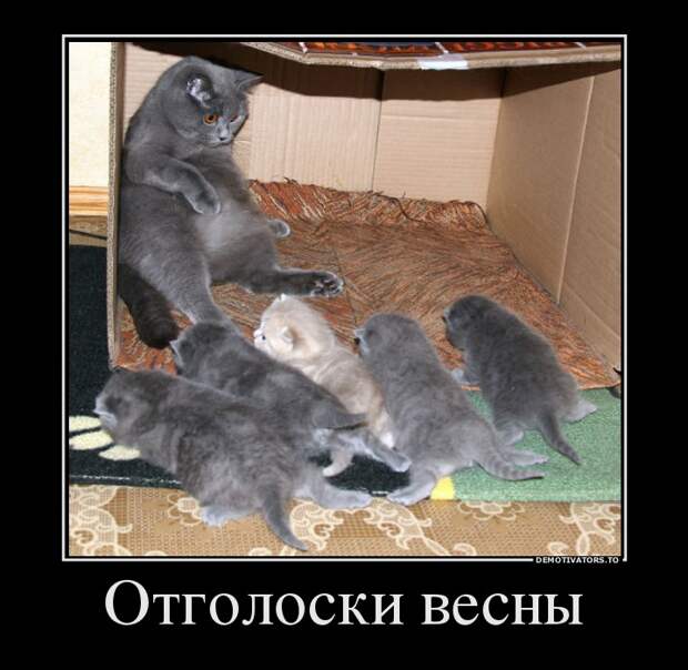 Демотиваторы 