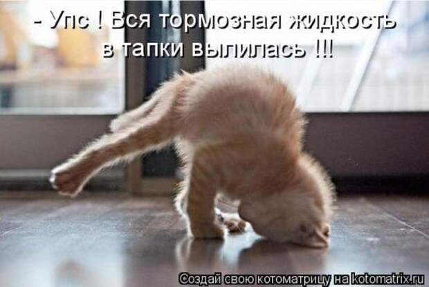 Котоматрицы (картинки с надписями)