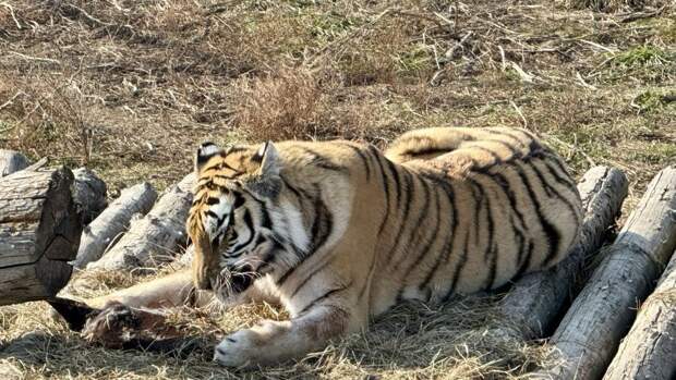 Амурского тигра, напавшего на лошадь, отловили под Владивостоком