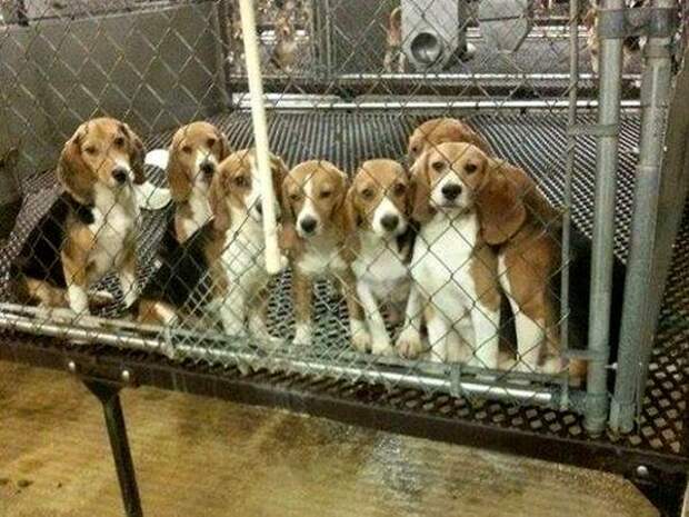 свободу биглям, Beagle Freedom, бигли впервые видят траву, бигли после освобождения из клеток лаборатории